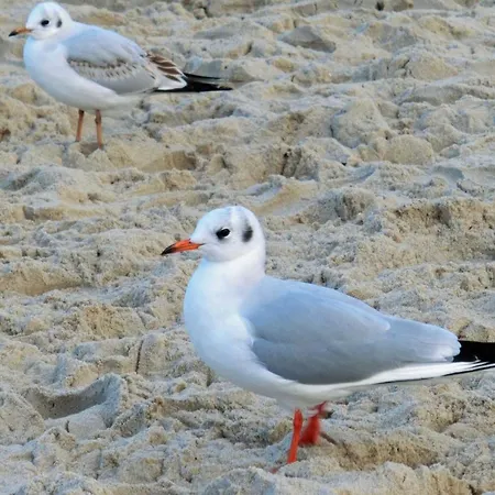 Haus Frieda Lejlighed *