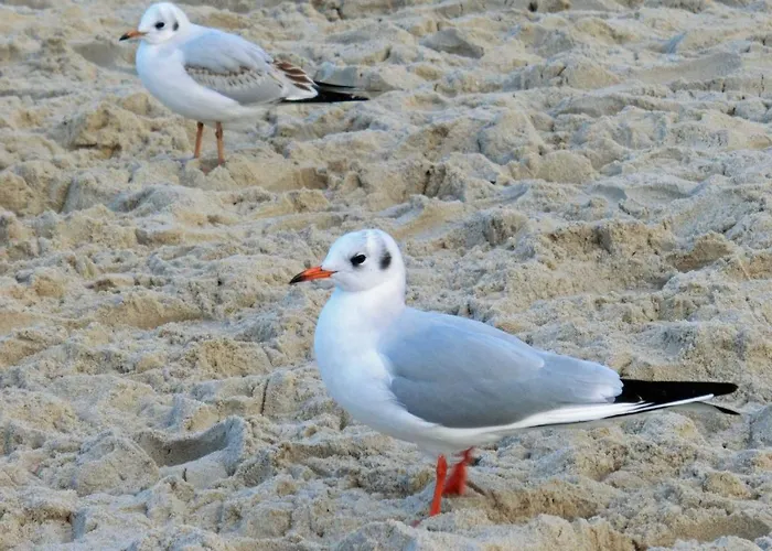 Haus Frieda Apartment *